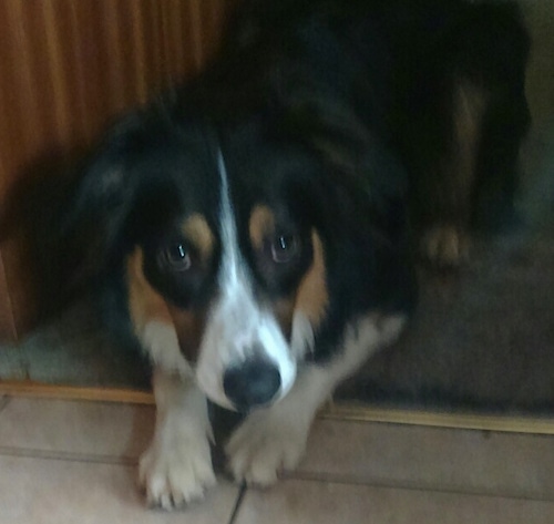 Rolo the Border Collie laying on a green carpet with his front paws extended onto the tiled floor